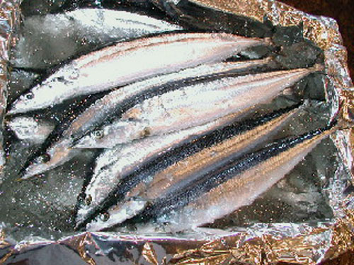 sanma.jpg